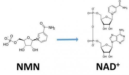 從生物學(xué)角度看NMN:為何能延緩衰老和提高免疫力？