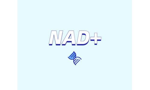 NAD+領域的迅速發展